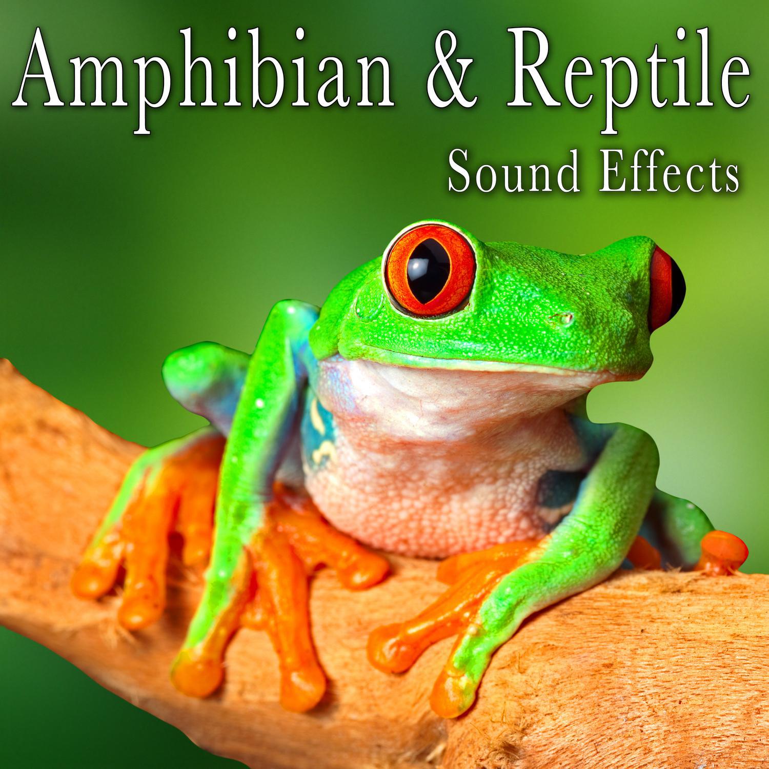 Amphibian & Reptile Sound Effects专辑