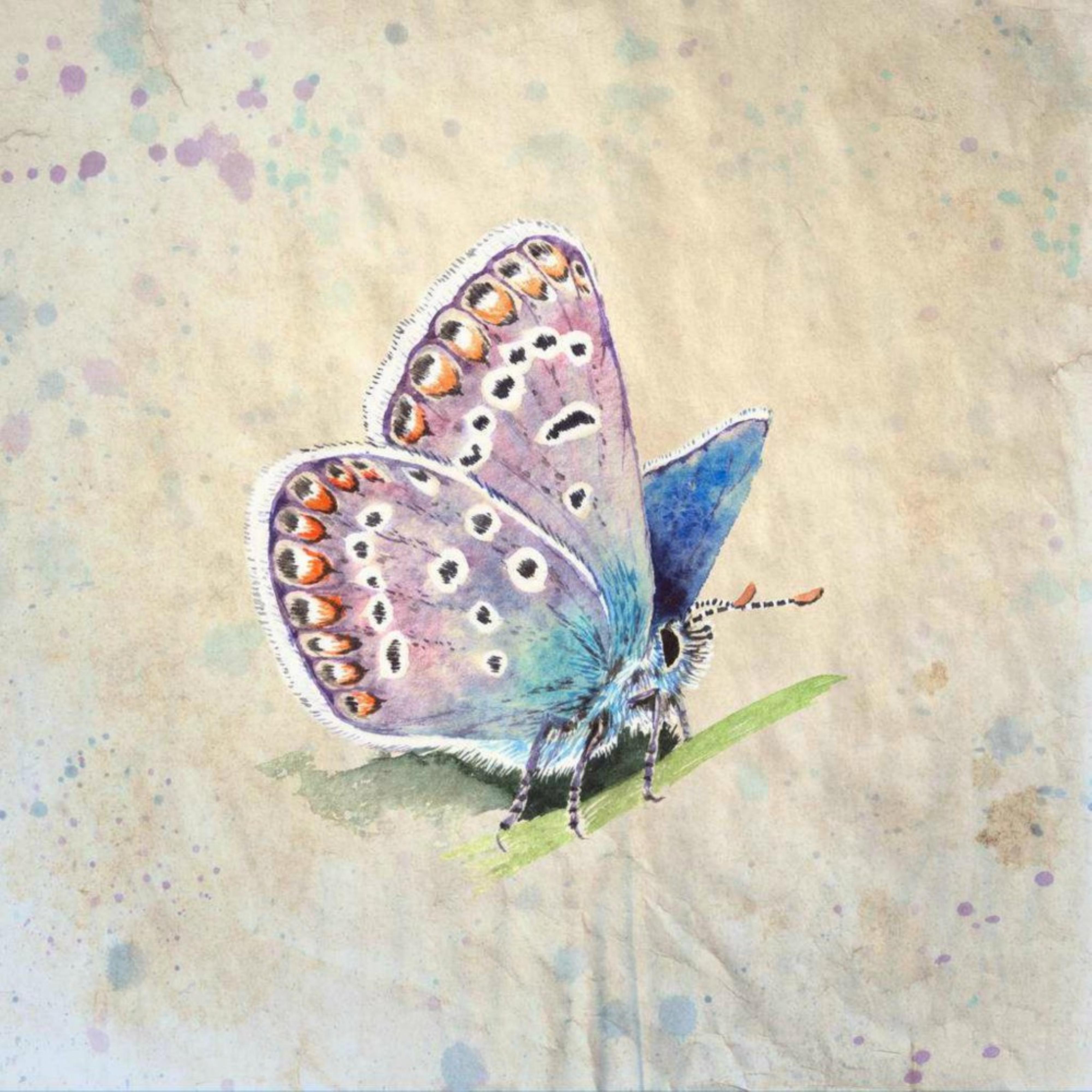 Hairstreak·小灰蝶