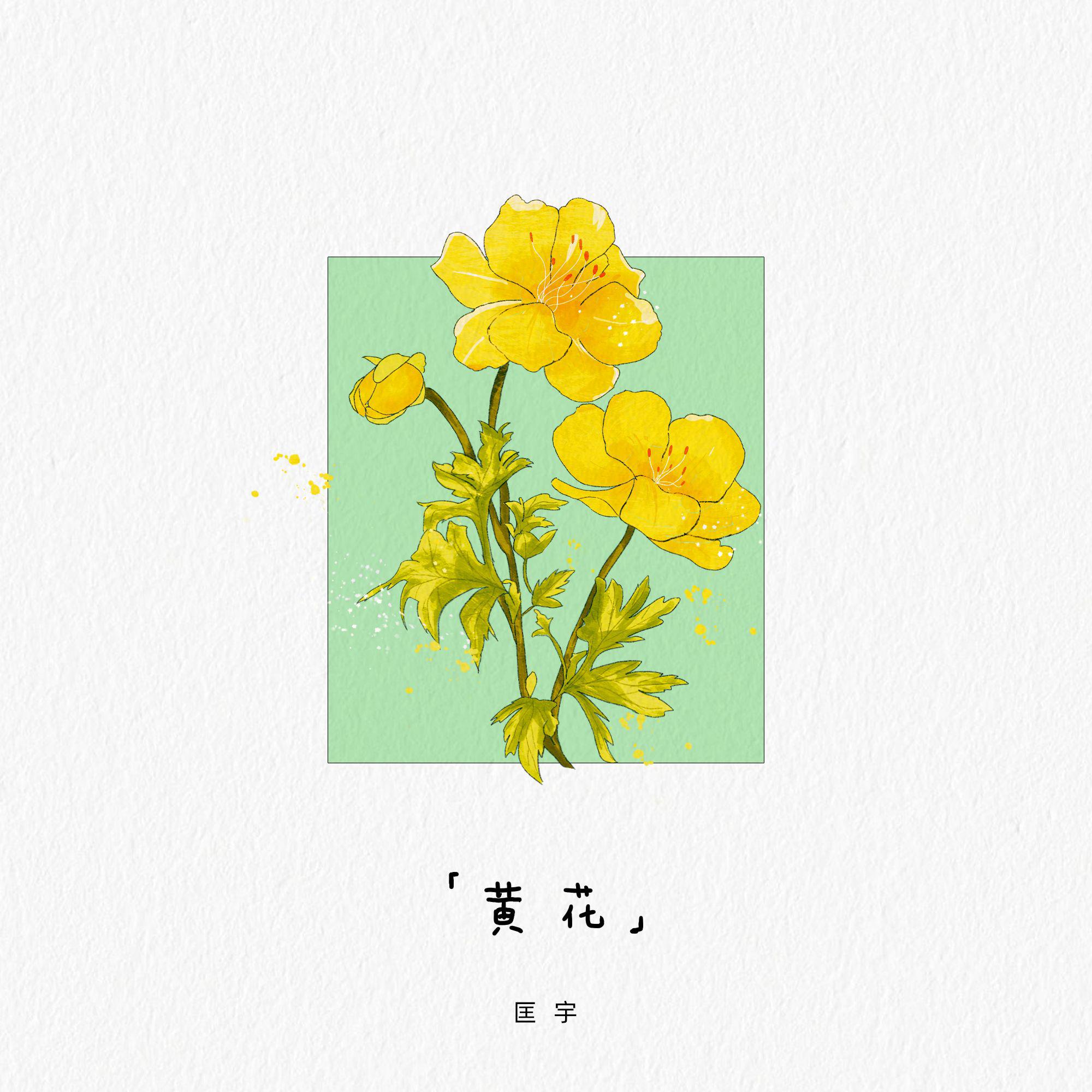 黄花专辑