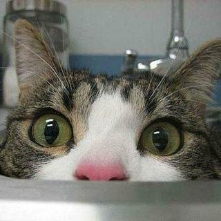 绝地求生（嘲讽 搞笑）