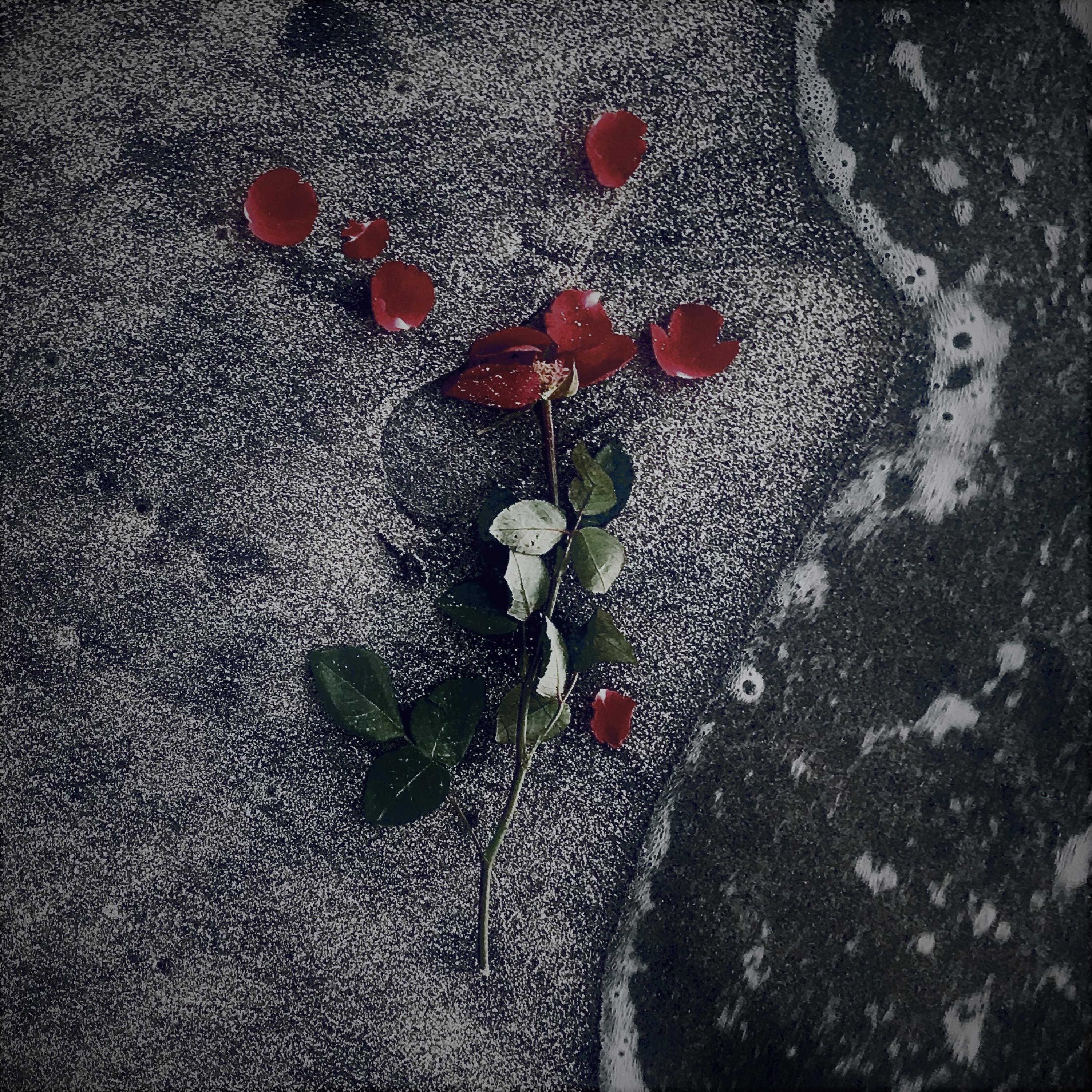 I'll Never Take A Rose