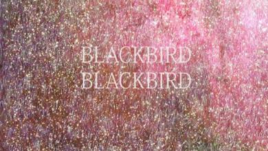 Blackbird Blackbird