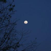 晚风待夜残