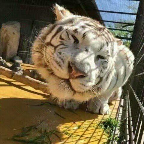 狼人杀炸房专用