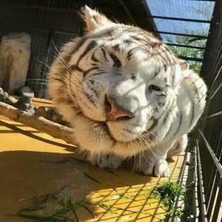 狼人杀炸房专用