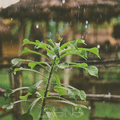 朝雨