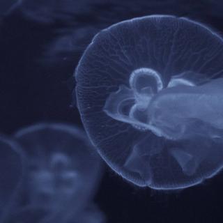 欧美｜你总是一个人孤行