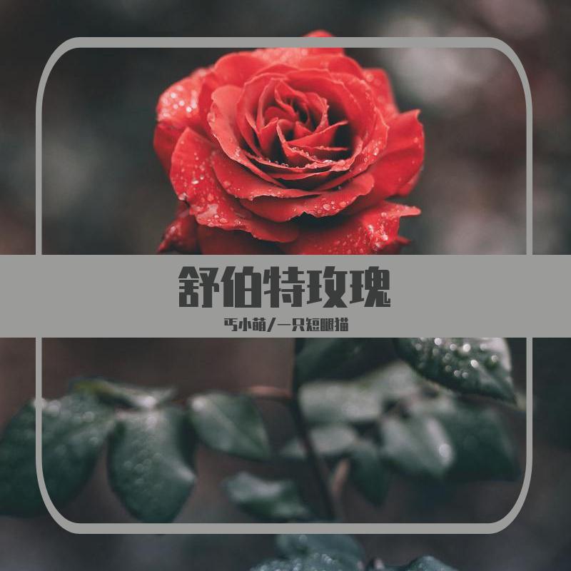 舒伯特玫瑰