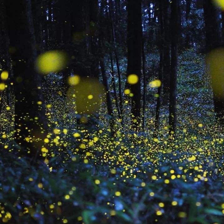 Fireflies（萤火虫）专辑