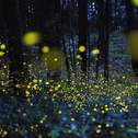 Fireflies（萤火虫）专辑