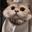 huo可乐的猫