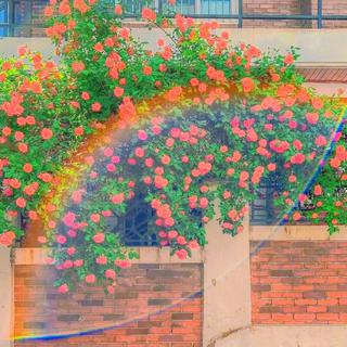 假如『夏至』有BGM｜爱意弥漫长情留白