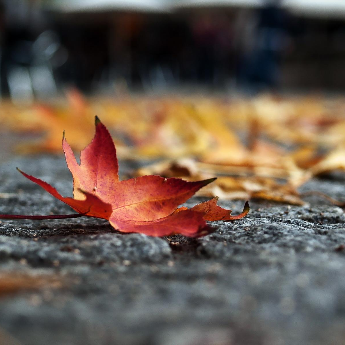我点高香敬神明