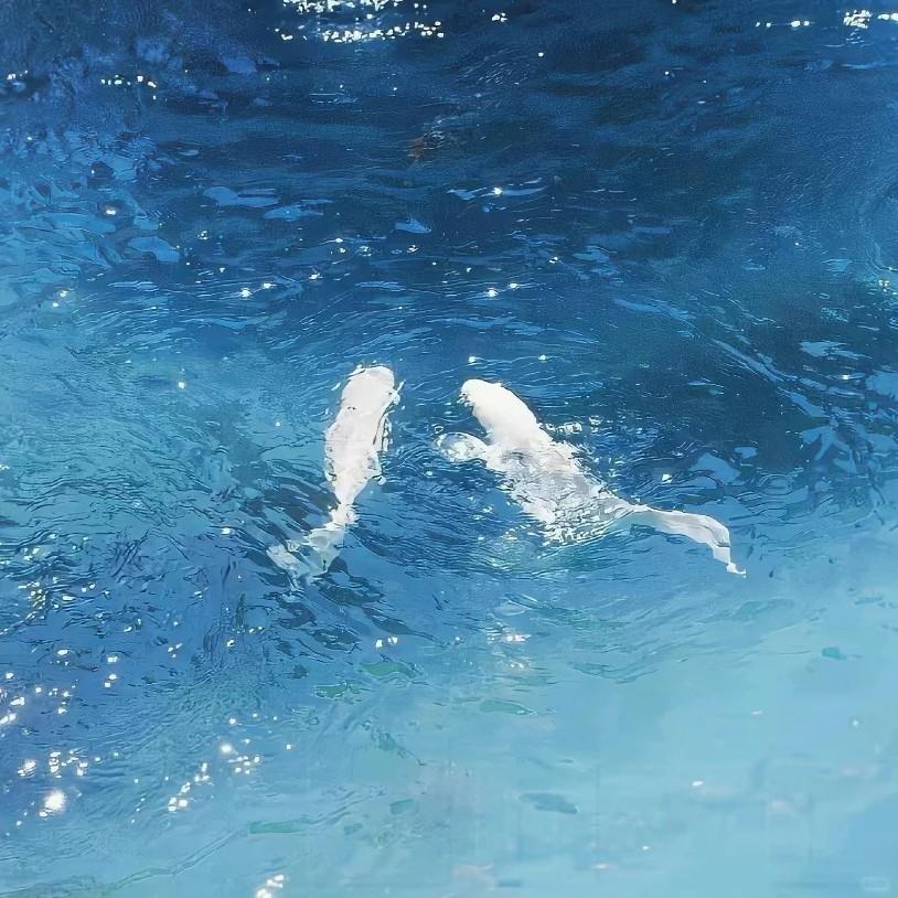 别让爱凋落 卢润泽