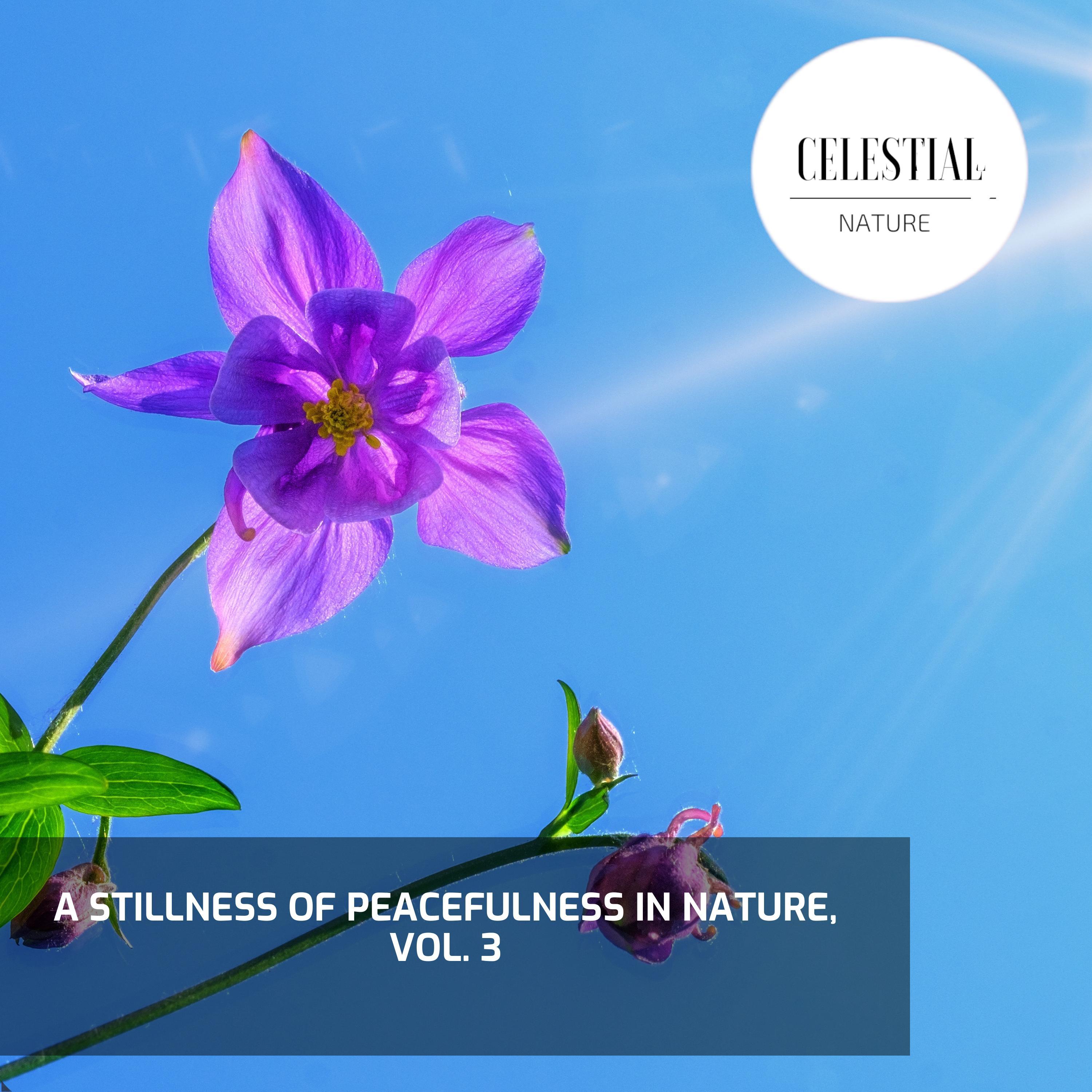 Lotus Nature Healing Music - Pitiless Wind And Moderate Rain