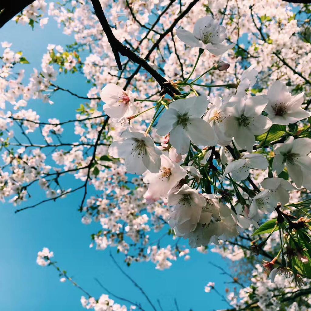 不能更实用的会议暖场/背景音乐 | 在线播放 | 网易云音乐