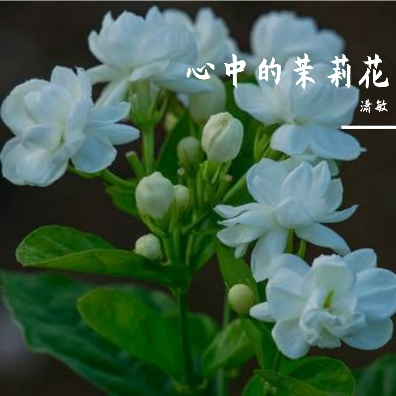 心中的茉莉花专辑