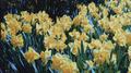 Daffodil专辑