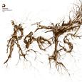 Roots