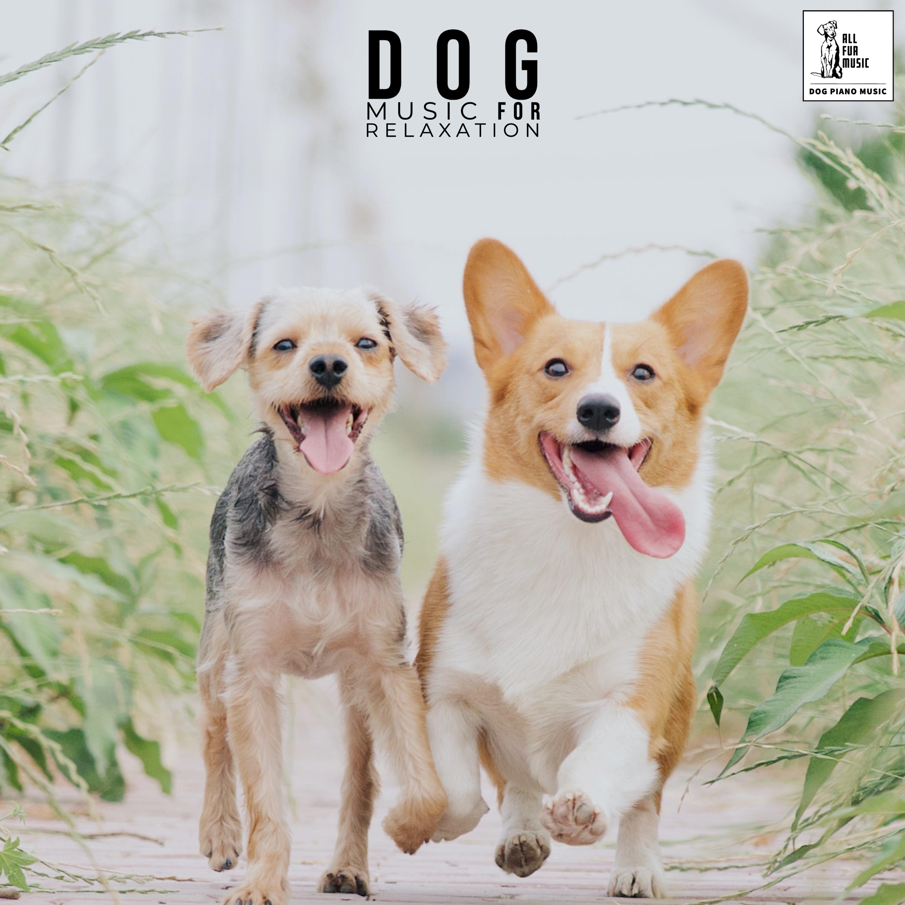 Dog Music For Relaxation