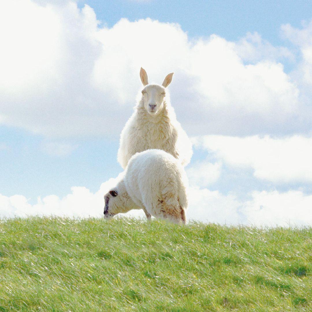 菊次郎的小羊羔