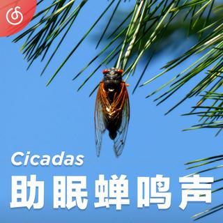 [助眠蝉鸣声] 闭上眼 感受大自然的回响