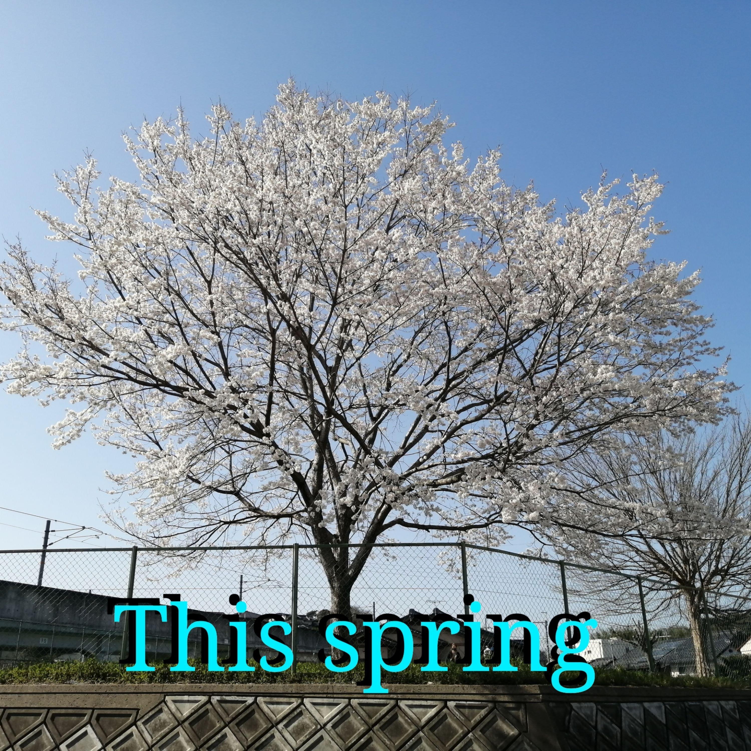 This spring