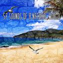 57 Sounds Of A Natural World专辑