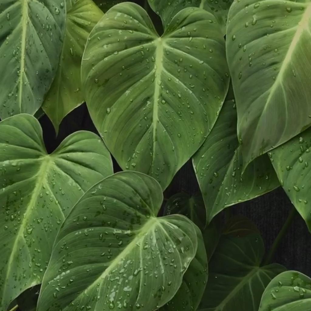 植 物 歌 单 热 带 雨 林 之 声 | 在线播放 | 网易云音乐