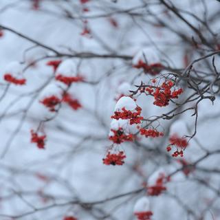 『音阙诗听』二十四节气（持更ing）