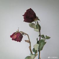 顾莉雅 - 带刺玫瑰(版本二)