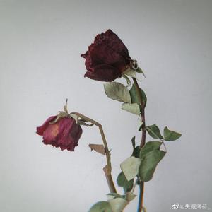 顾莉雅 - 带刺玫瑰