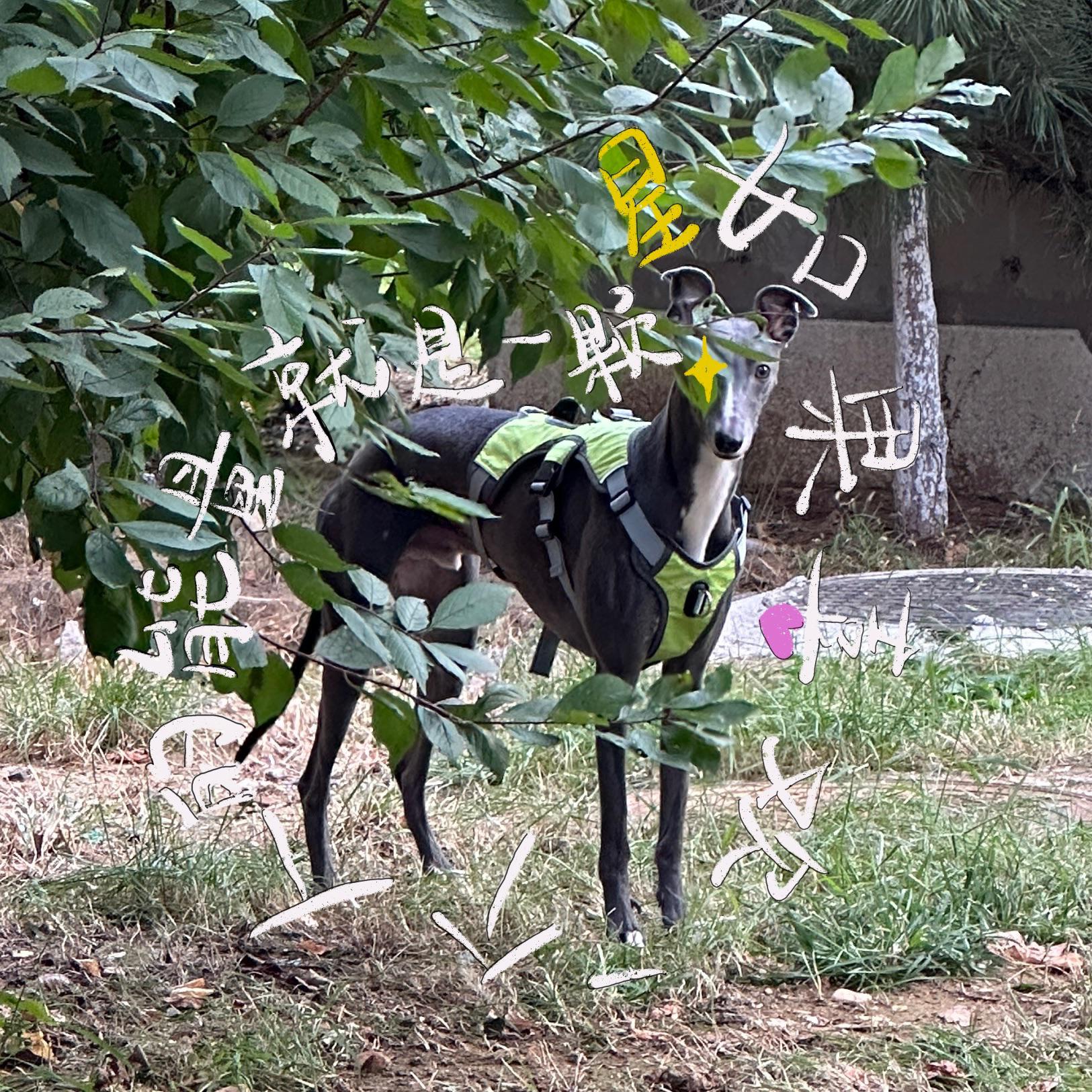 如果喜欢一个人的能量就是一颗星专辑