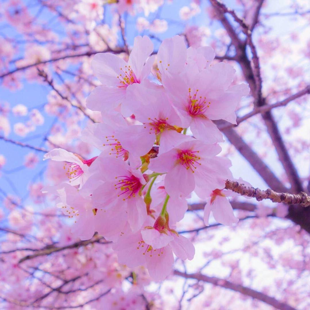 no war no cry 伴奏 两小节后开始