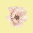 你看这花多漂亮