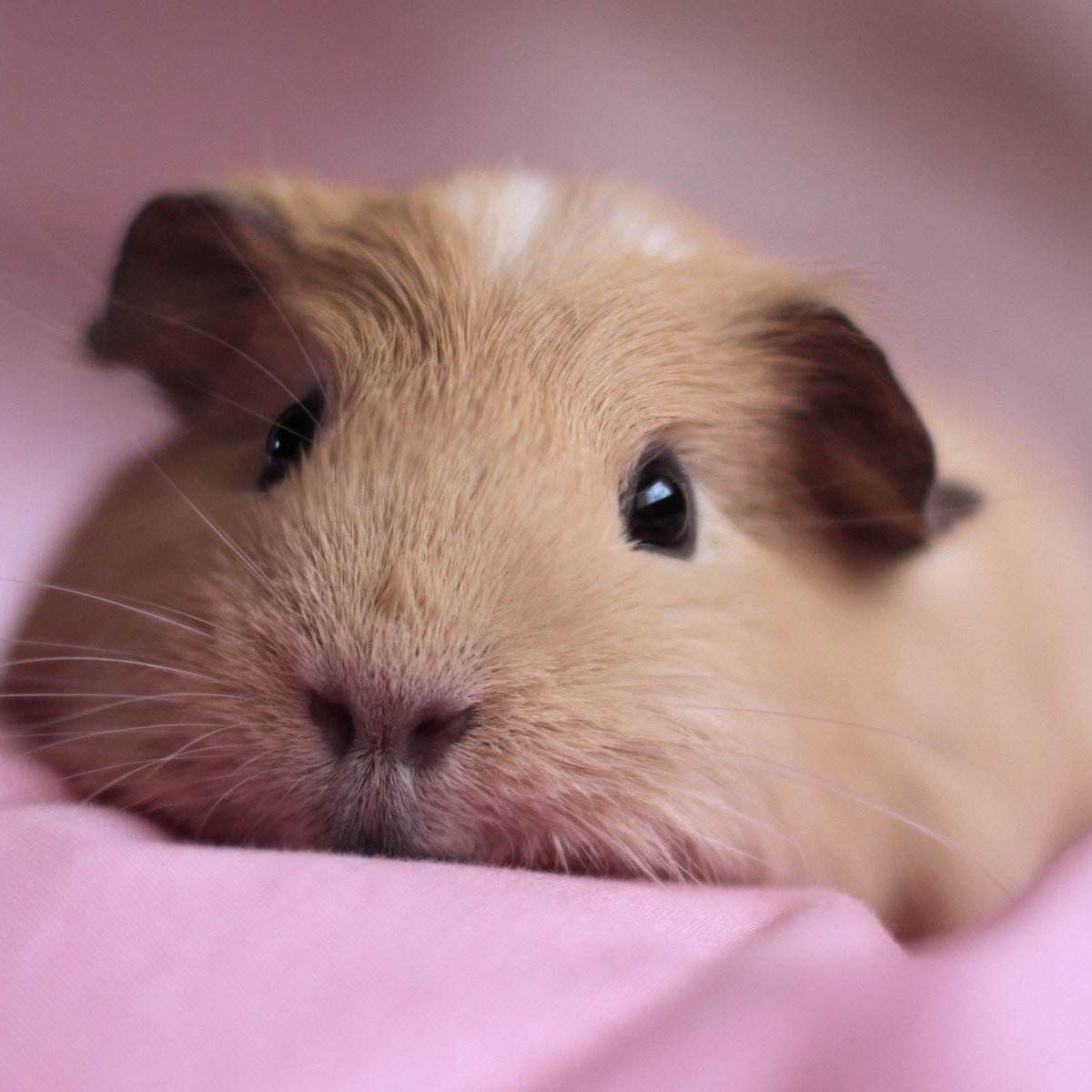 丹青客(林仔女声)