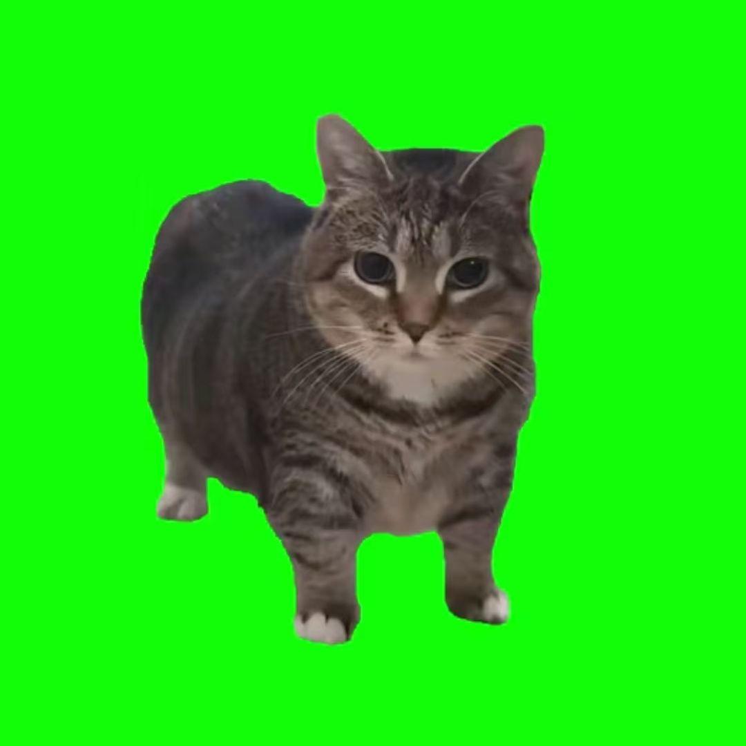 旋转猫oiiaioooooiai