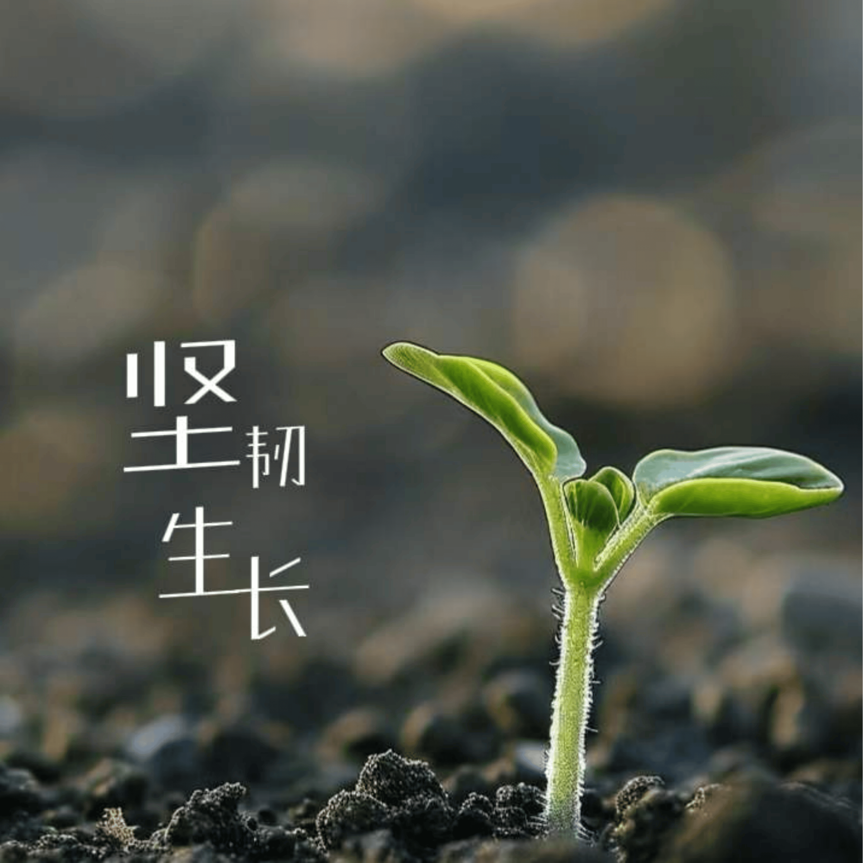 坚韧生长