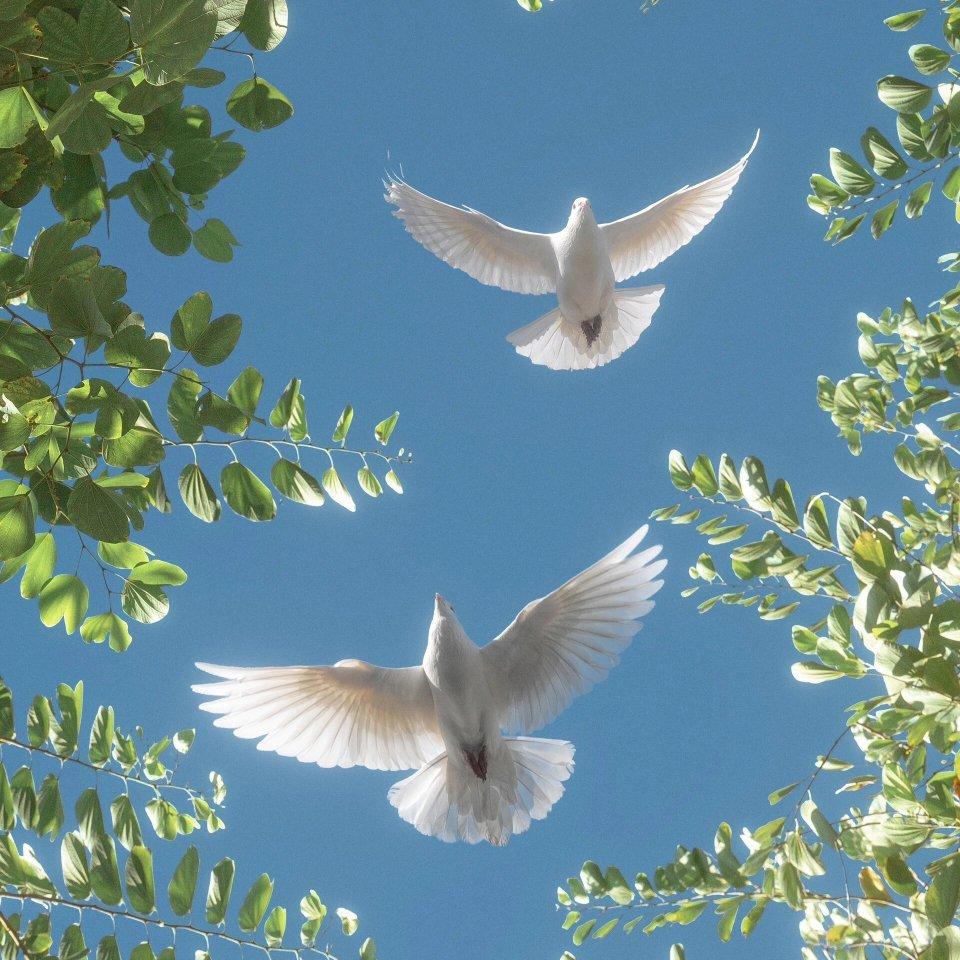 欧美小清新丨独处是一个人的清欢 | 在线播放 | 网易云音乐