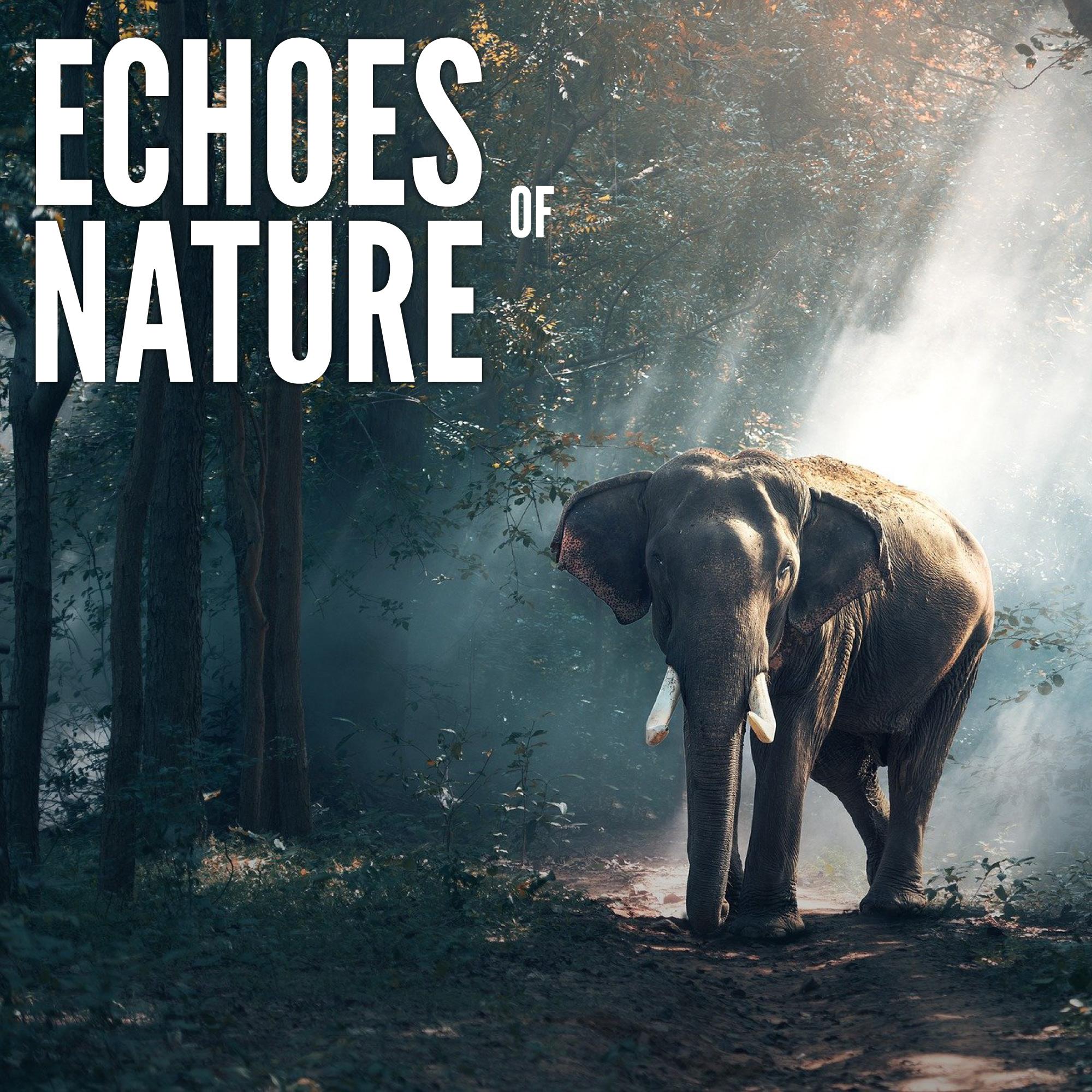 Echoes of Nature