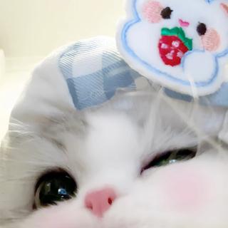 萌物统治世界！谁能拒绝小猫味 BGM