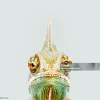 CHOPPED SHYT FREESTYLE