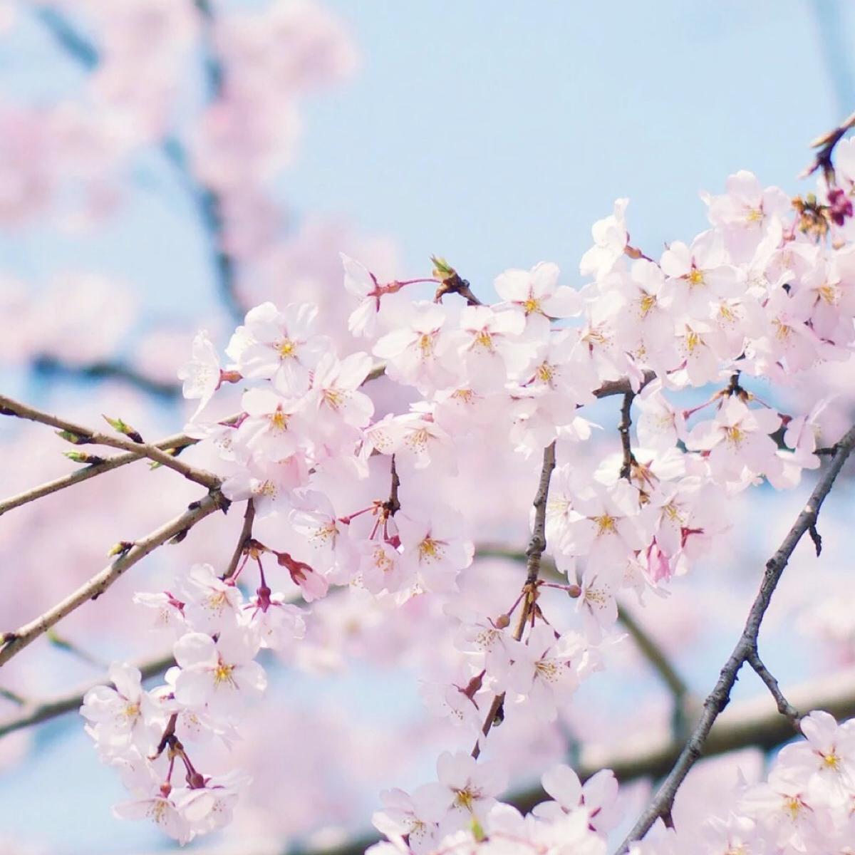 樱（サクラ）钢琴独奏版