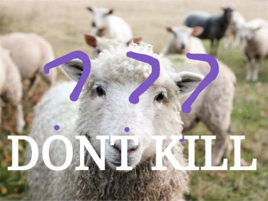 dont kill（kill sheep diss by richy7）专辑