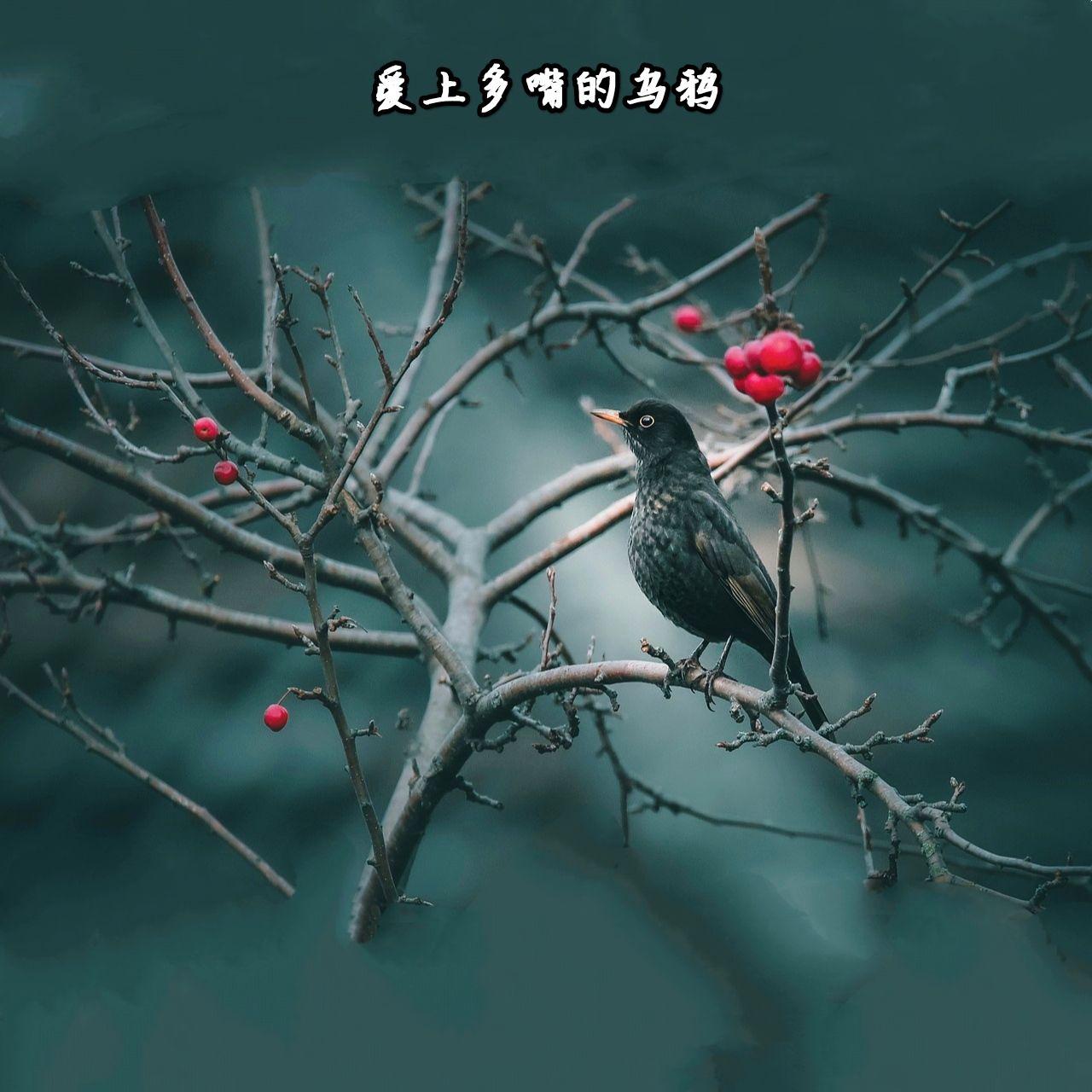 乌鸦相爱的戏码