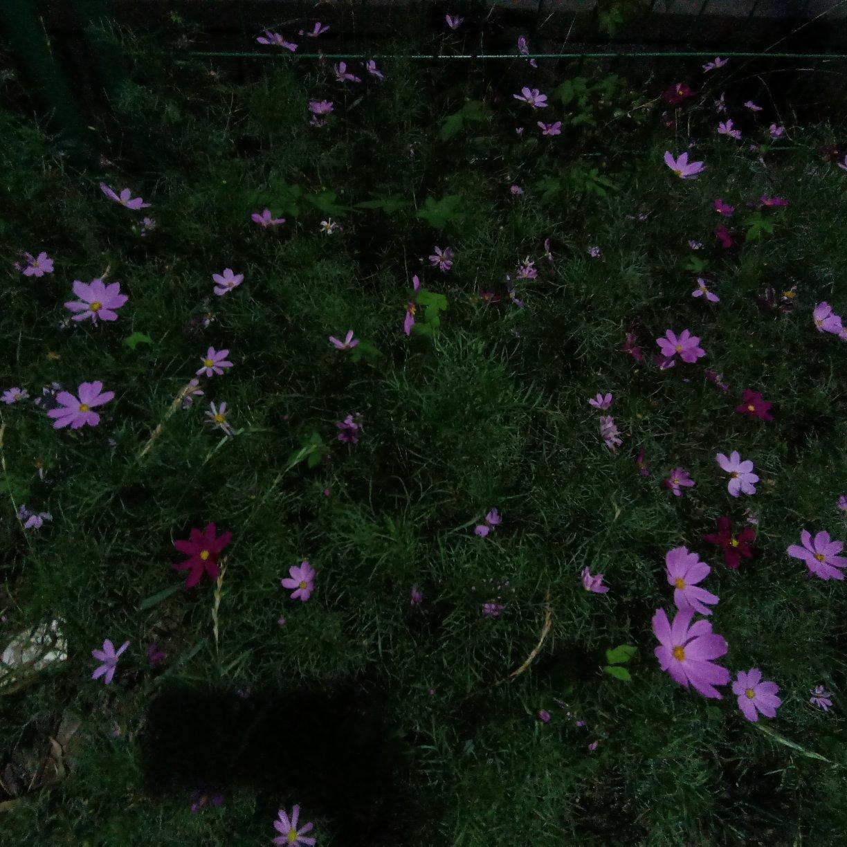 该死的压迫感（抖音）