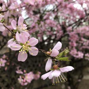 070 杏花春雨彩云南 （升8半音）