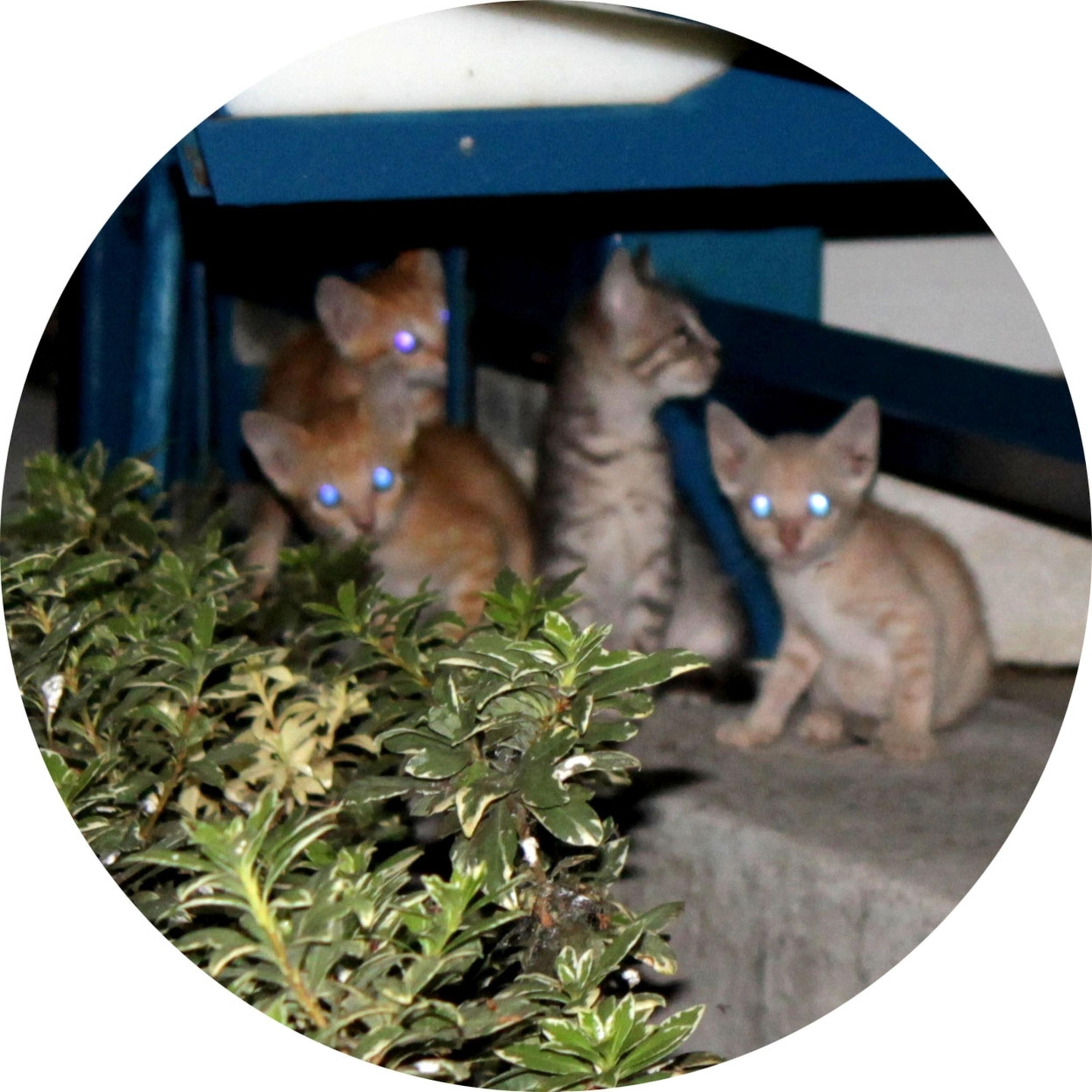 The Cat Crew Cutz