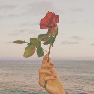 【玫瑰集】世界上最美的花