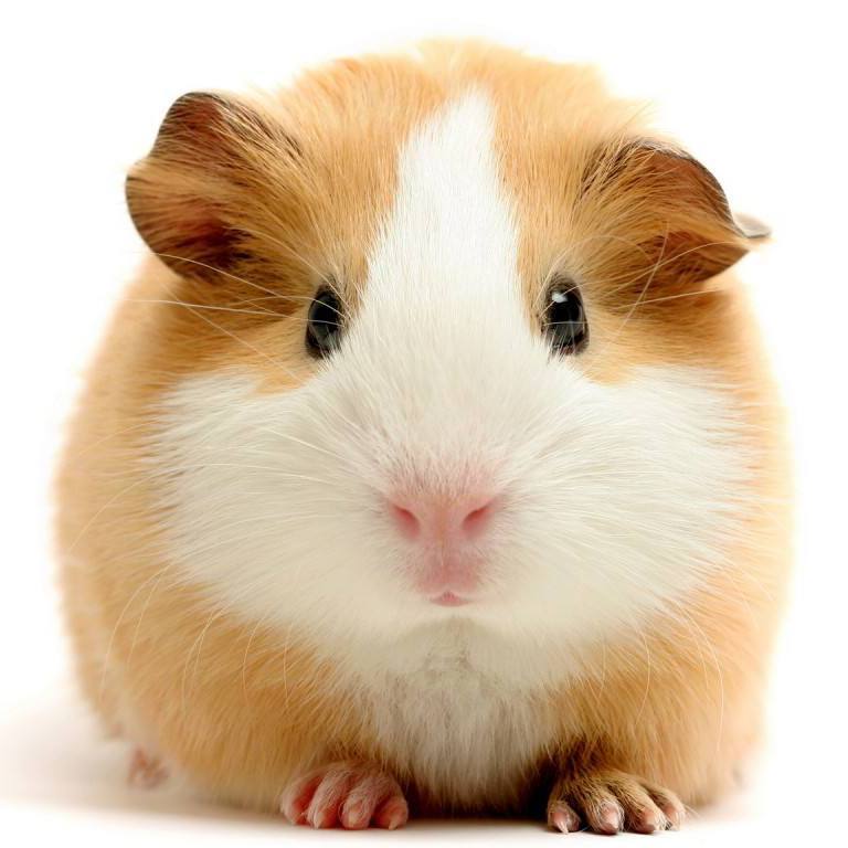 伯虎说(林仔女声)